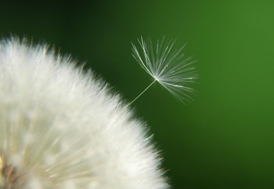 El diente de león para depurar el cuerpo El diente de león para depurar el cuerpo