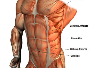 OblÃcuo mayor del Abdomen OblÃcuo mayor del Abdomen