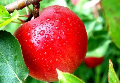 La reina de las frutas La reina de las frutas