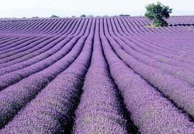 Usos del aceite de lavanda Usos del aceite de lavanda