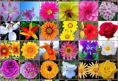 ¿Las Flores de Bach sirven para tratar el síndrome de Asperger? ¿Las Flores de Bach sirven para tratar el síndrome de Asperger?