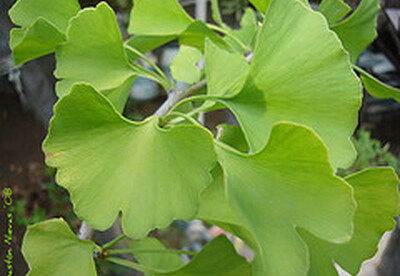 Contraindicaciones del ginkgo biloba Contraindicaciones del ginkgo biloba