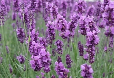 5 Aplicaciones naturales de la lavanda 5 Aplicaciones naturales de la lavanda