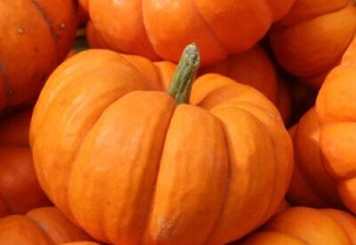 Propiedades del aceite de semillas de calabaza Propiedades del aceite de semillas de calabaza