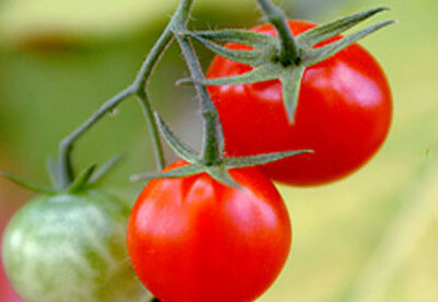 Las propiedades del tomate y la salud cardiovascular Las propiedades del tomate y la salud cardiovascular