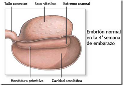 ¿Como esta formado un embrion? ¿Como esta formado un embrion?