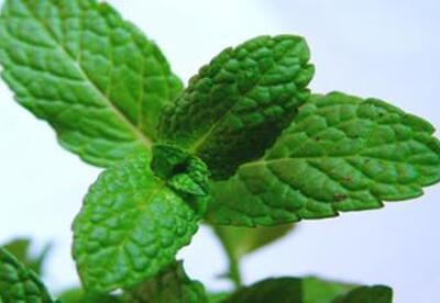 Plantas medicinales: La menta Plantas medicinales: La menta
