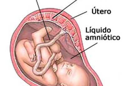 La placenta La placenta