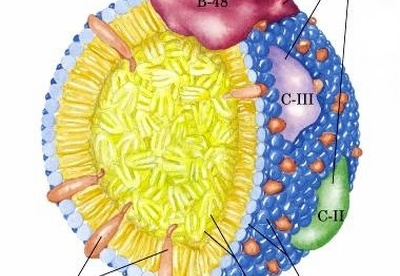 ¿Qué son los triglicéridos? ¿Qué son los triglicéridos?