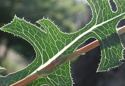 Las propiedades de la lechuga silvestre Las propiedades de la lechuga silvestre
