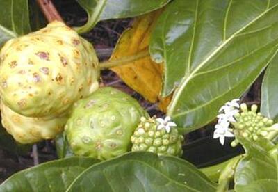 Beneficios del Noni Beneficios del Noni
