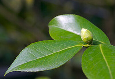 Qué es el té verde Qué es el té verde
