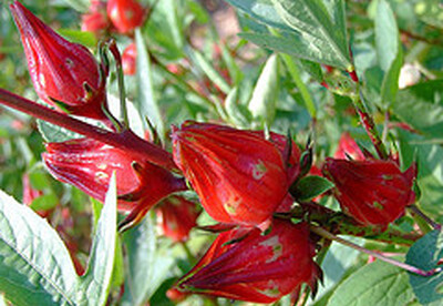 Cómo tomar la flor de jamaica para la diabetes Cómo tomar la flor de jamaica para la diabetes