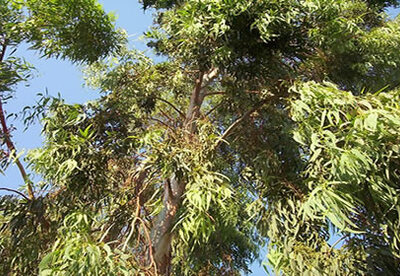 Plantas medicinales: El eucalipto Plantas medicinales: El eucalipto