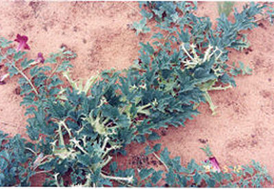 Harpagófito para los dolores articulares Harpagófito para los dolores articulares