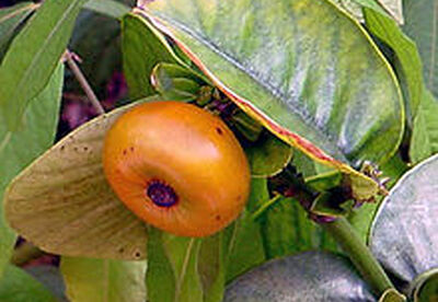 Plantas quemagrasas para adelgazar en la menopausia Plantas quemagrasas para adelgazar en la menopausia