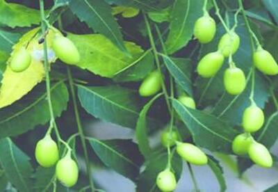 Plantas medicinales: Neem Plantas medicinales: Neem