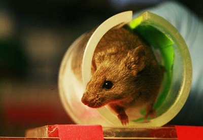 Ratones ciegos recuperan la vista gracias al trasplante de células fotosensibles Ratones ciegos recuperan la vista gracias al trasplante de células fotosensibles