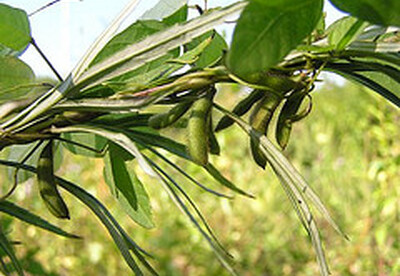 Precauciones en el consumo de soya Precauciones en el consumo de soya