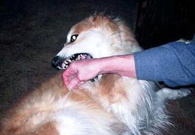 Mordedura perros |cómo actuar Mordedura perros |cómo actuar