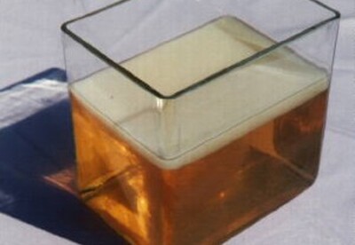 Té Kombucha, bebida fermentada con propiedades medicinales Té Kombucha, bebida fermentada con propiedades medicinales