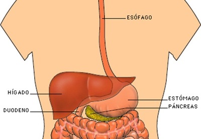 El aparato digestivo El aparato digestivo