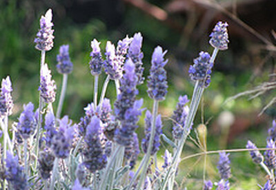 Remedios naturales para la sinusitis Remedios naturales para la sinusitis