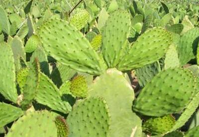 Beneficios del nopal Beneficios del nopal