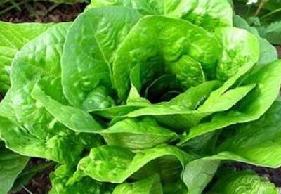 Propiedades, usos y beneficios de la lechuga Propiedades, usos y beneficios de la lechuga