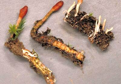 Características del hongo Cordyceps Características del hongo Cordyceps