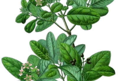 Boldo: Yuyo medicinal Boldo: Yuyo medicinal