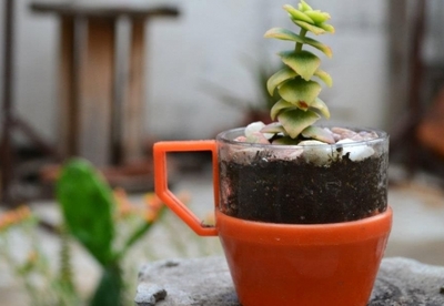 Abonar las plantas con café Abonar las plantas con café