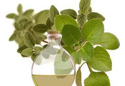Aceite de orégano contra el cáncer Aceite de orégano contra el cáncer