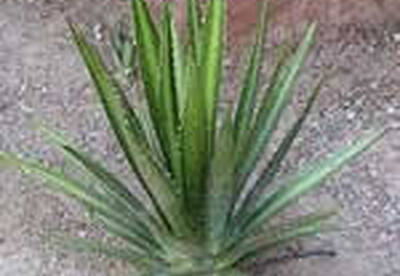 Agave Agave