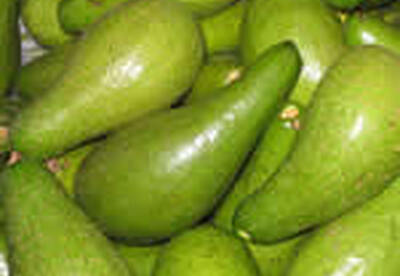 Aguacate Aguacate