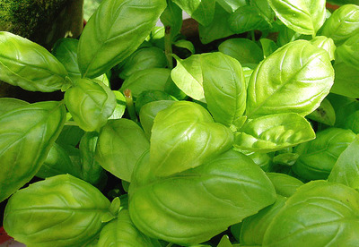 Albahaca propiedades medicinales Albahaca propiedades medicinales