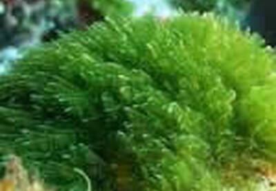 Alga nori Alga nori