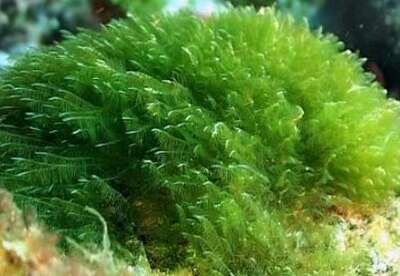 Algas espirulinas Algas espirulinas