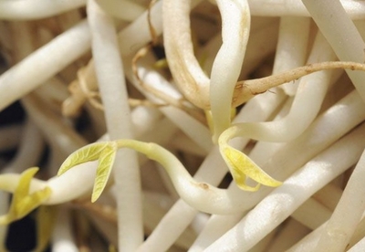 Alimentos germinados: doblemente saludables Alimentos germinados: doblemente saludables