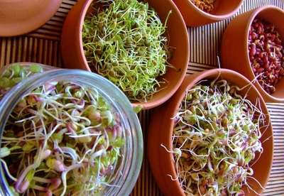 Alimentos germinados ¿Qué beneficios tienen y cómo prepararlos? Alimentos germinados ¿Qué beneficios tienen y cómo prepararlos?