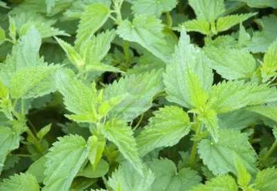 Beneficios de la ortiga verde Beneficios de la ortiga verde