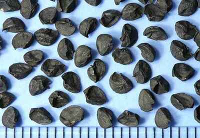 Beneficios de las semillas negras y mas Beneficios de las semillas negras y mas