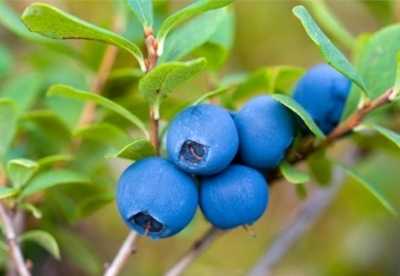 Beneficios del extracto de arándanos Beneficios del extracto de arándanos