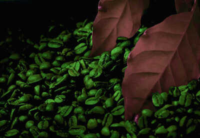 Café verde para adelgazar como se usa Café verde para adelgazar como se usa