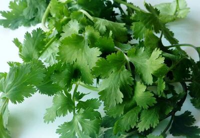 Cilantro para las comidas Cilantro para las comidas