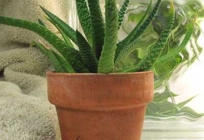 Como cultivar aloe vera en casa y cuando utilizarlo Como cultivar aloe vera en casa y cuando utilizarlo