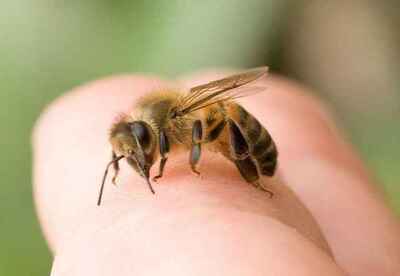 Como tratar una picadura de abeja con remedios caseros Como tratar una picadura de abeja con remedios caseros