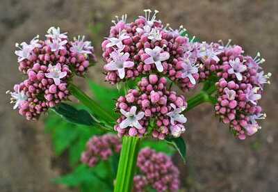 ¿Cómo usar la valeriana contra el insomnio? ¿Cómo usar la valeriana contra el insomnio?