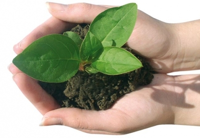 Cómo preparar fertilizantes orgánicos Cómo preparar fertilizantes orgánicos