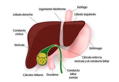 Consejos para depurar la vesícula biliar Consejos para depurar la vesícula biliar